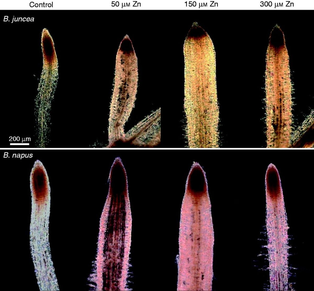Microscopic images of Brassica root tips stained with Schiff’s reagent.