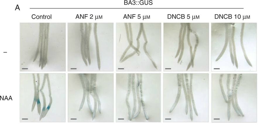 Inhibitors of NTR activity interfere with auxin response. Arabidopsis thaliana transgenic plants expressing the BA3 : : GUS a