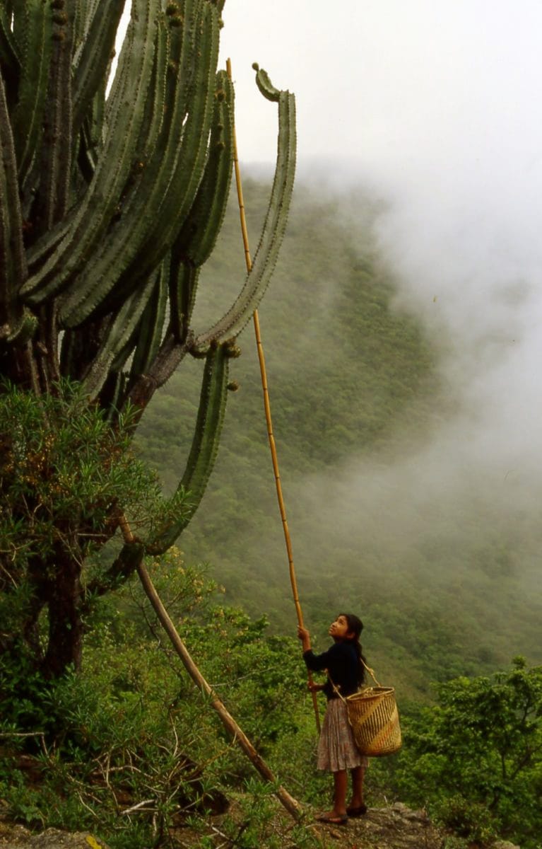 Harvest of Gray Ghost Organ Pipe cactus, Pitaya de Mayo