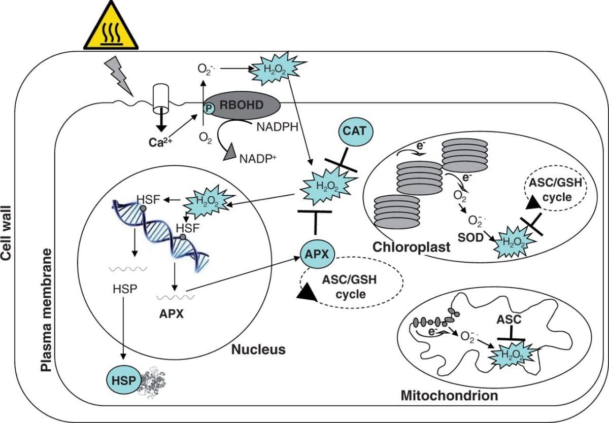 Redox Homeostasis