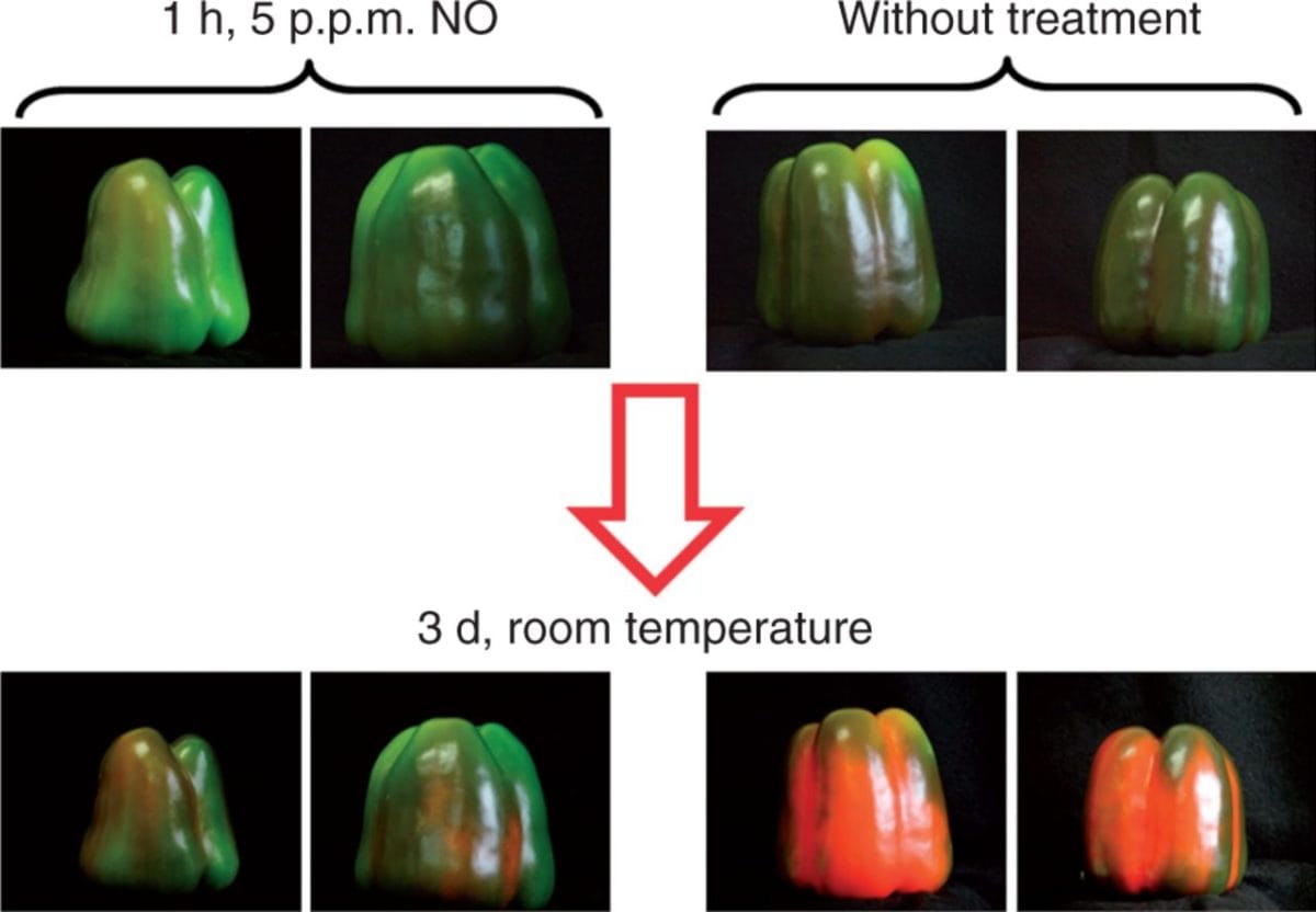 Effect of exogenous NO gas on the ripening of pepper fruits. NO (5 p.p.m.) was either applied or not applied to fruits at an