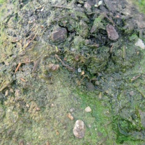 An epipelic algal community on air-exposed soil.