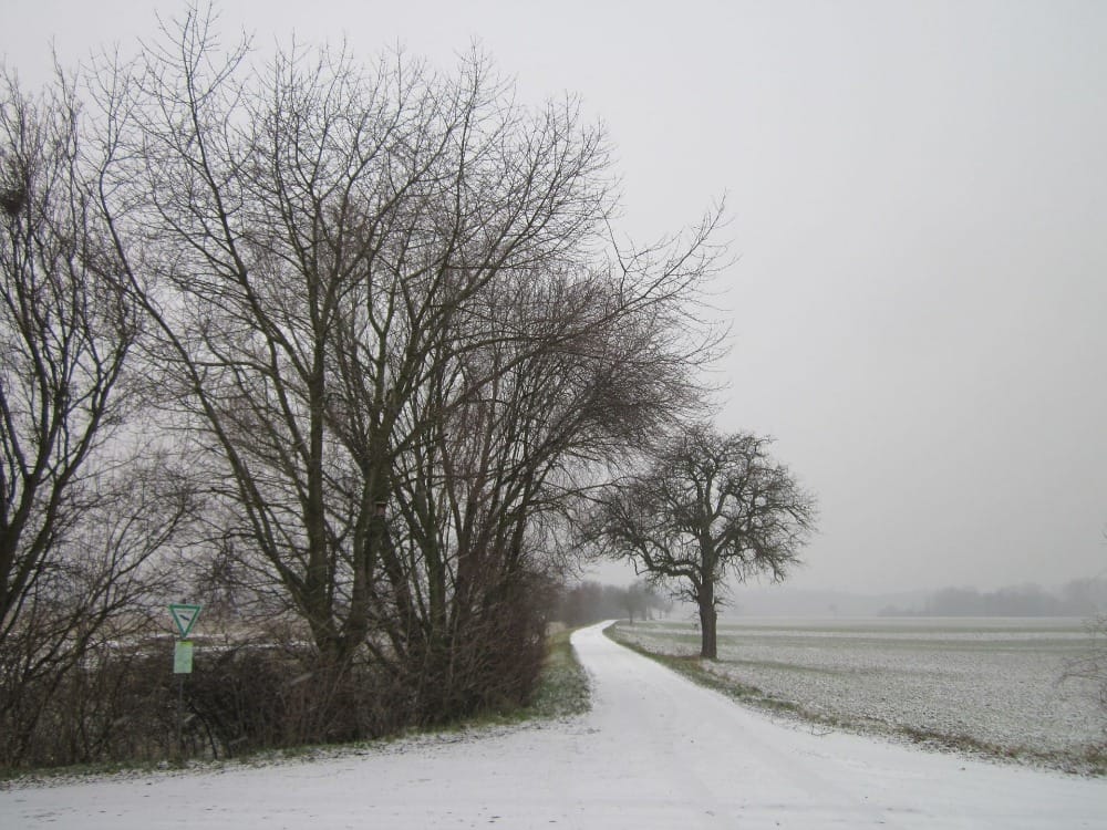 Silberweiden (Salix alba) und Birnbaum im Hockenheimer Rheinbogen