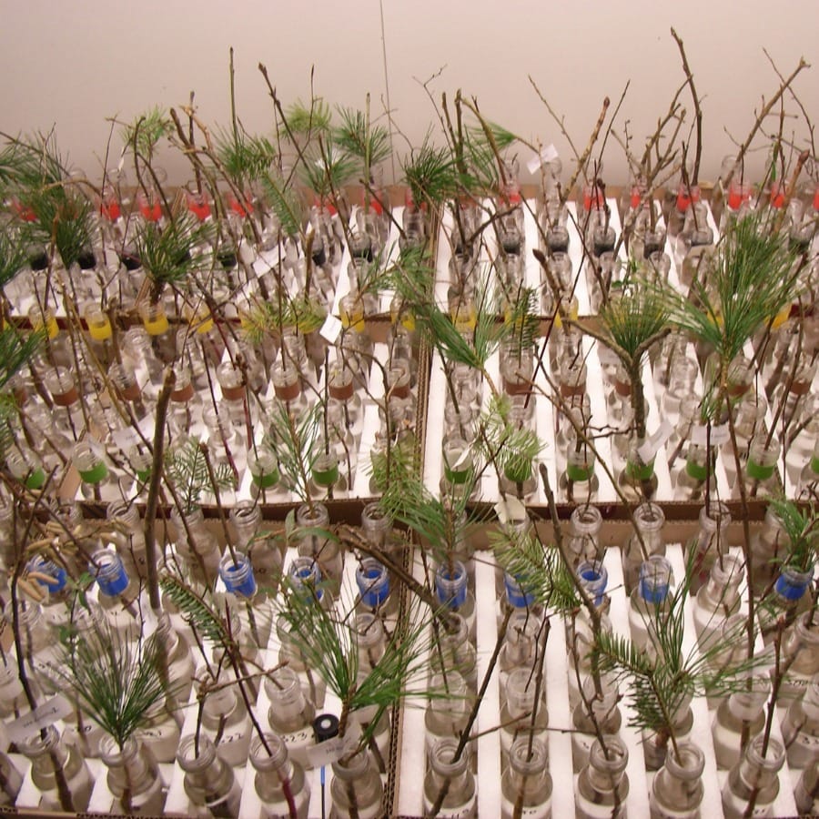 Using dormant twigs to investigate climate change (Viewpoint)