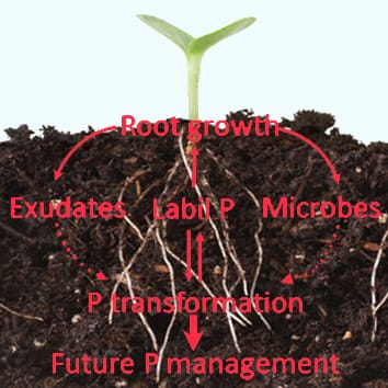 The impact of elevated carbon dioxide on the phosphorus nutrition of plants