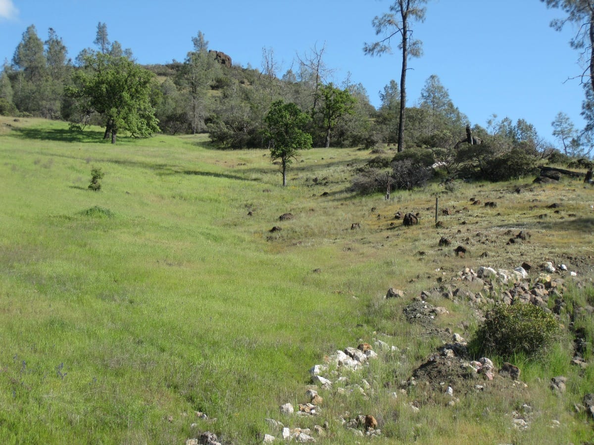 harsh and lush serpentine grasslands in California