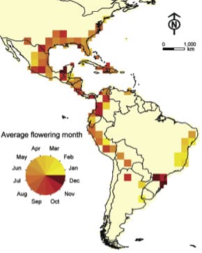 Climatic niche and flowering and fruiting phenology of an epiphytic plant
