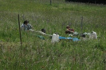 Effects of disturbance regime on carbohydrate reserves in meadow plants