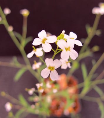 Increased heterosis in selfing populations of a perennial forb