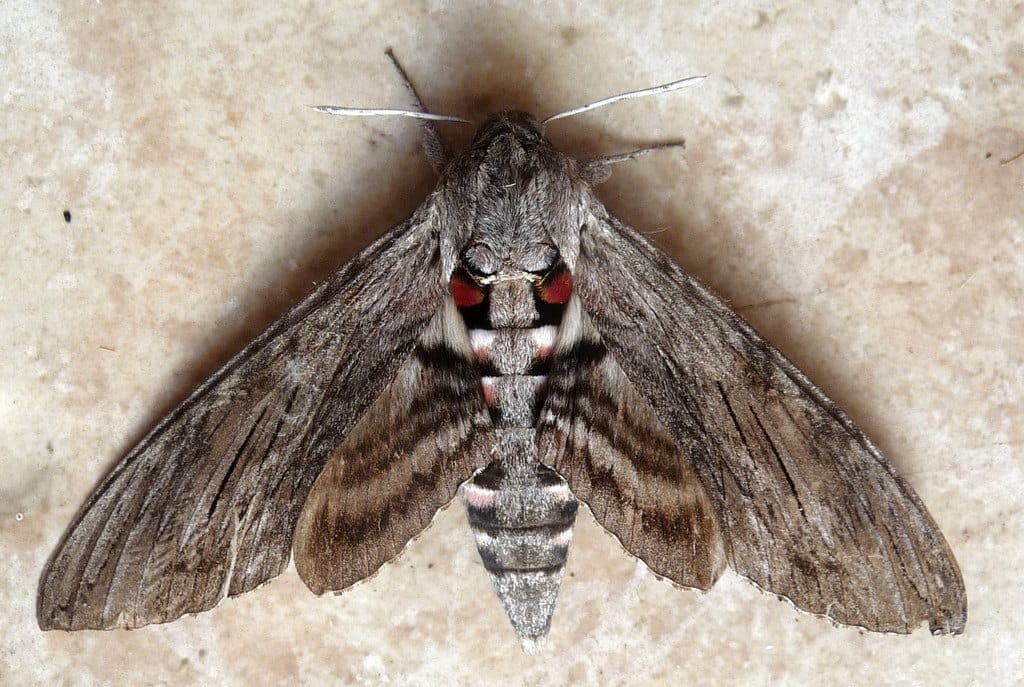 Agrius convolvuli