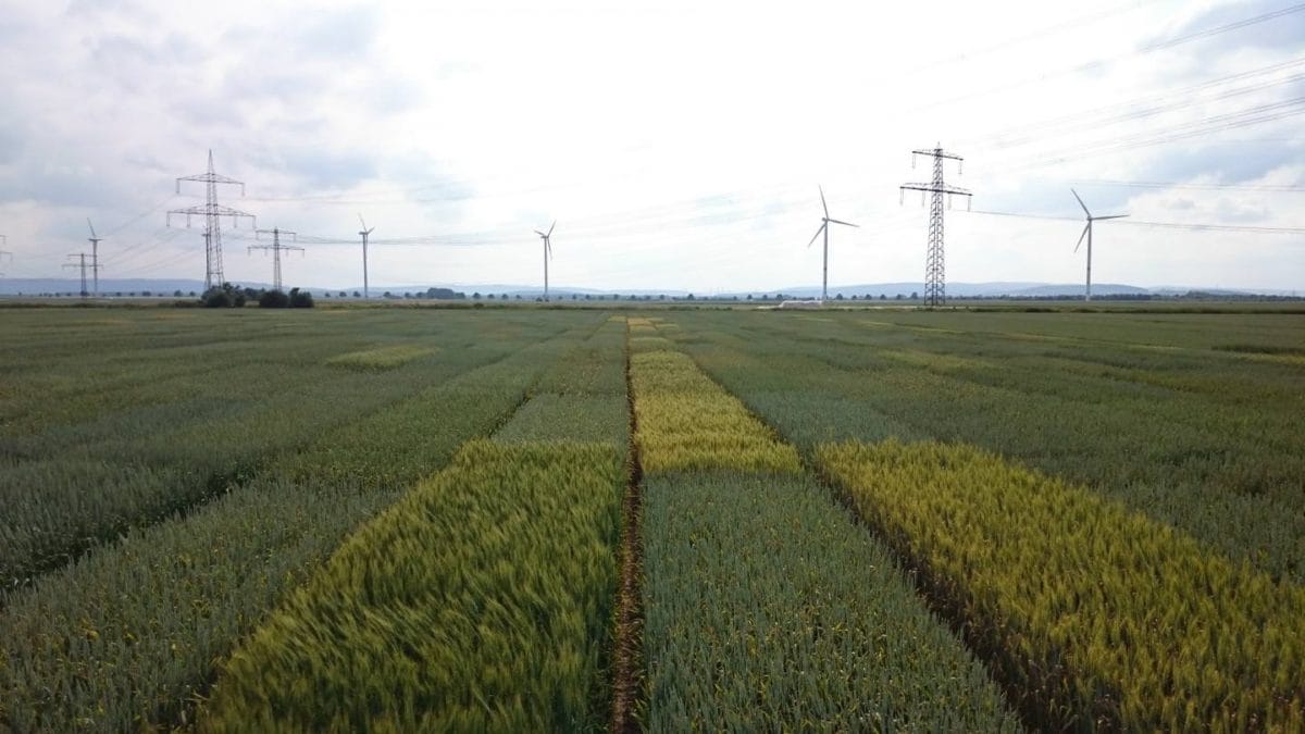 The BRIWECS project on winter wheat.