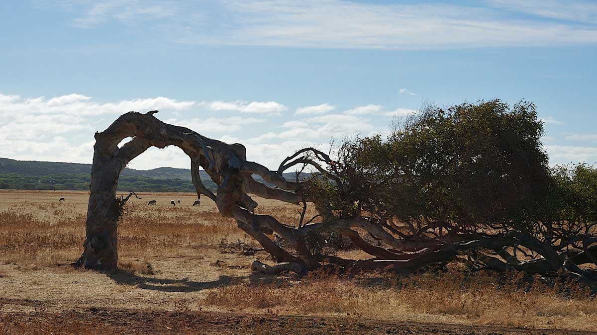Eucalyptus camaldulensis