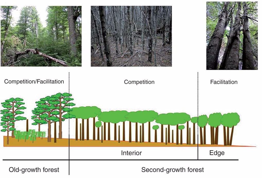 Old-growth forest (OG), second-growth forest interior (SGI) and second-growth forest edge (SGE) of Nothofagus pumilio and the