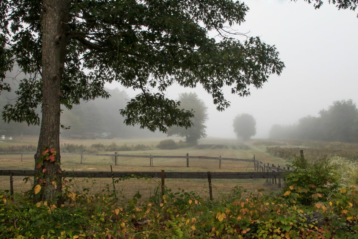 Trees and agriculture.