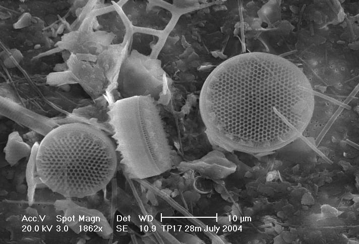 Diatoms