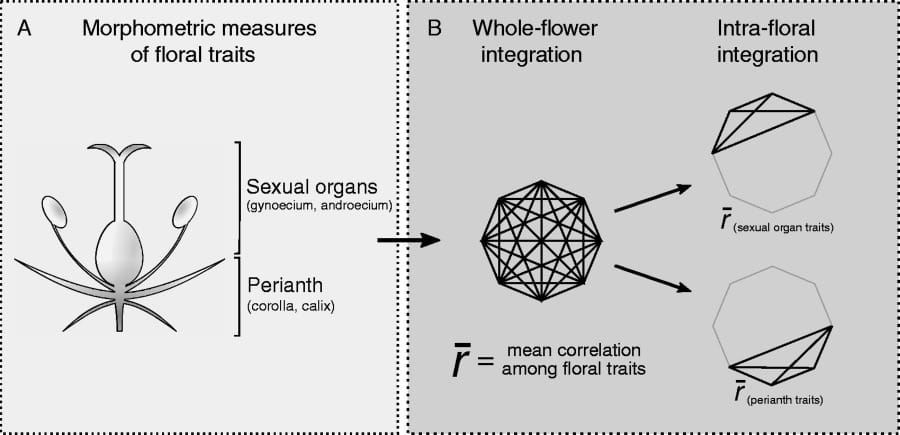 Schematic representation of the protocol to estimate floral integration based on morphometric measures of floral traits.
