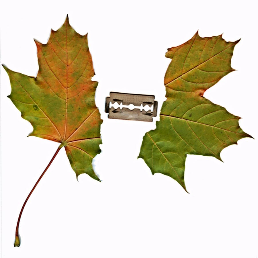 Ripped leaf
