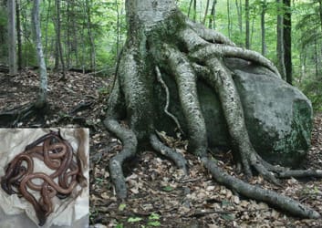 SPECIAL ISSUE: The Role of Below-Ground Processes in Mediating Plant Invasions