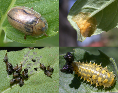 Bergamot versus beetle: evidence for intraspecific chemical specialization
