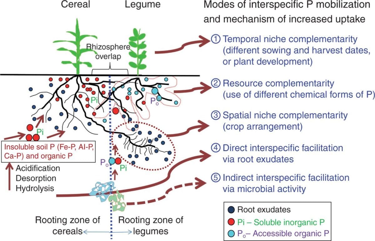 Schematic overview of possible direct and indirect modes of increased phosphorus (P) uptake in cereal/legume intercropping.