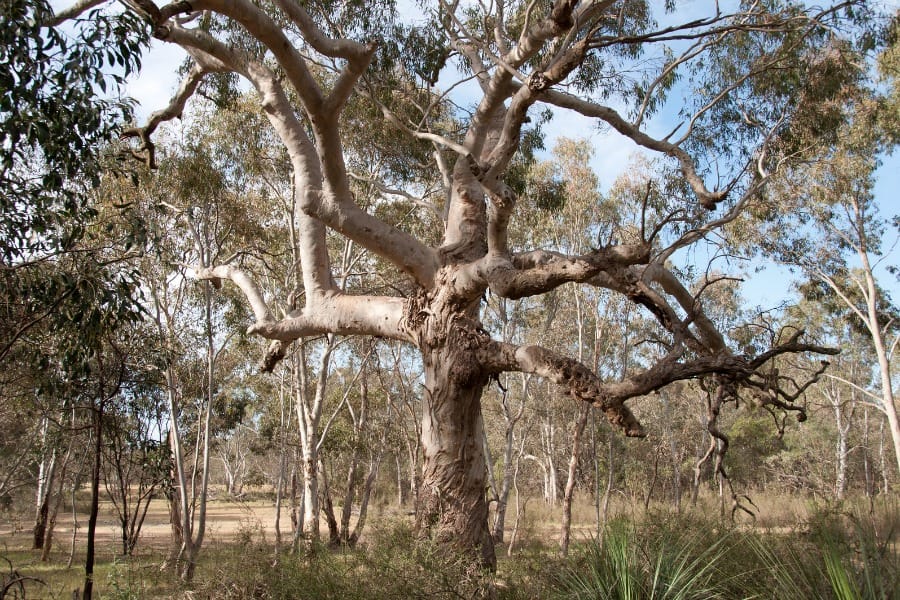 Eucalyptus viminalis cygnetensis