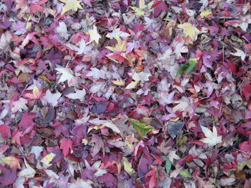Kew Autumn Leaves Styrax