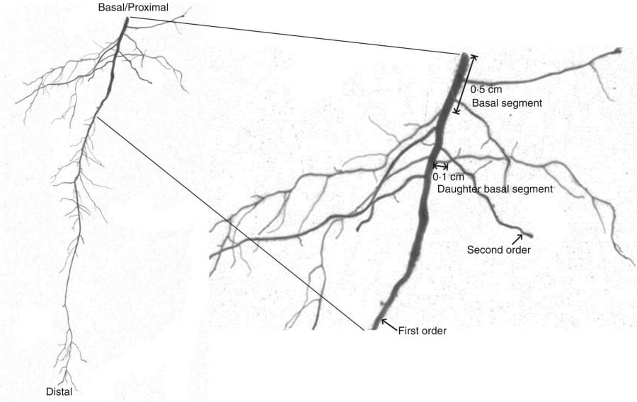 Scheme for describing the terminology of roots and the definition of root traits.