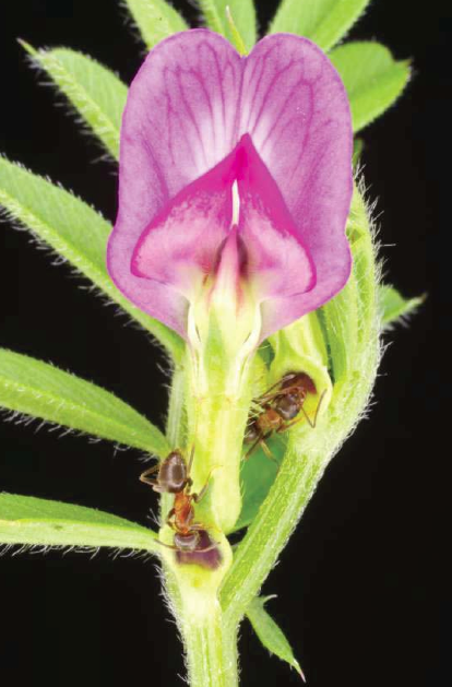 SPECIAL ISSUE: Using Ideas from Behavioural Ecology to Understand Plants