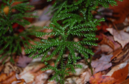 Ecophysiology of four co-occurring Lycophyte species: an investigation of functional convergence