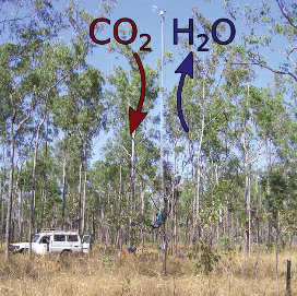SPECIAL ISSUE: Scaling effects regulating plant response to global change