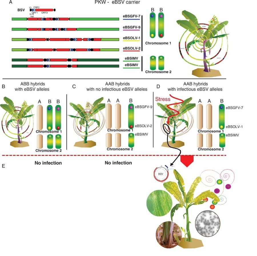 Schematic eBSV representation within the seedy diploid PKW banana plant (BB) and interspecific hybrids (ABB, AAB).
