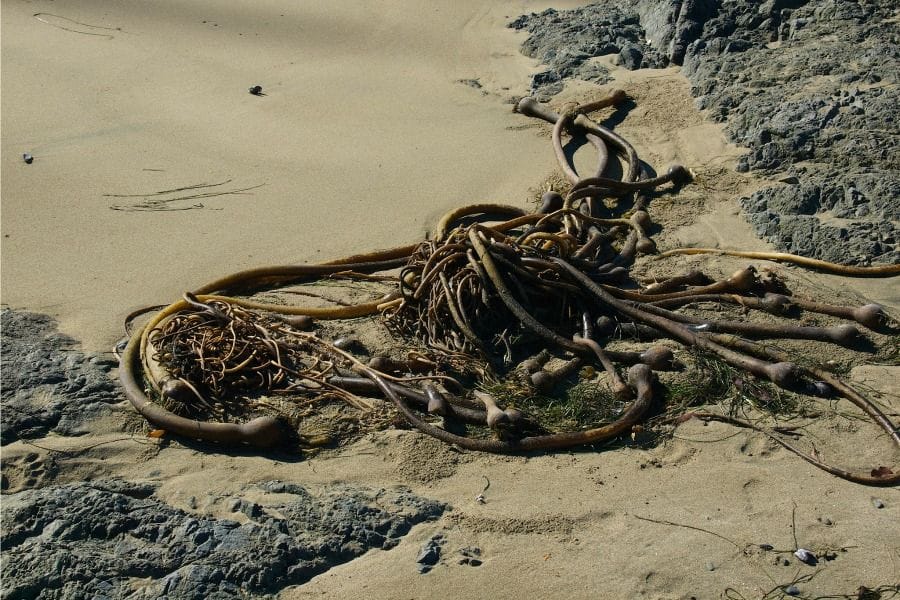 Bull kelp marks the tide line