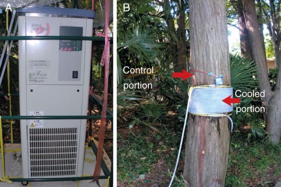 Cooled-water circulation (A) and the system for passing cooled water around the main stem, at breast height, of an adult spec