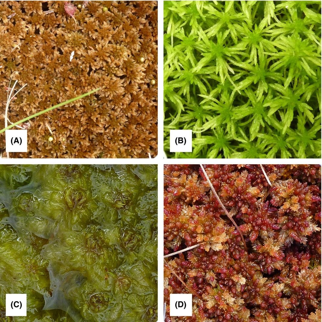 Four of the species included in the study: Sphagnum fuscum (A), S. girgensohnii (B), S. cuspidatum (C), and S. magellanicum (