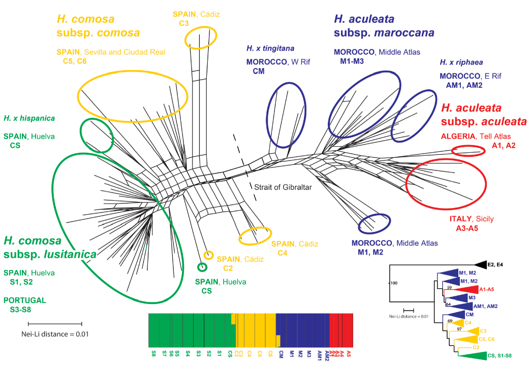 Phylogeography above the species level for perennial species in a composite genus