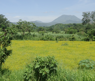 Use of herbarium data to evaluate weediness in five congeners