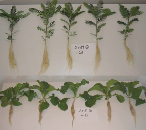 Influence of low calcium availability on cadmium uptake and translocation in a fast-growing shrub and a metal-accumulating herb