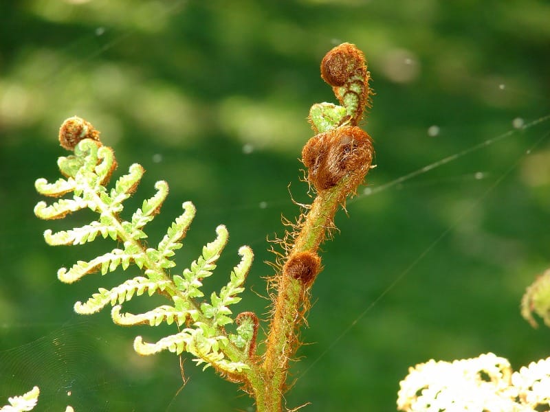 Sphaeropteris cooperi unfurling.