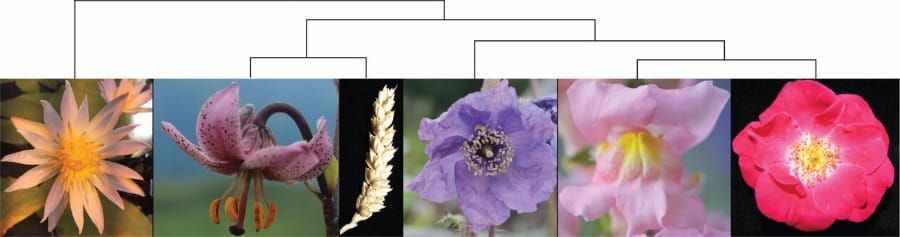 Photos of flowers from plants of diverse orders with a simplified phylogeny above, sketching their relationships. From left t