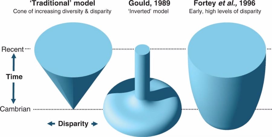 Simplified models of the pattern of morphological disparity through the Phanerozoic.