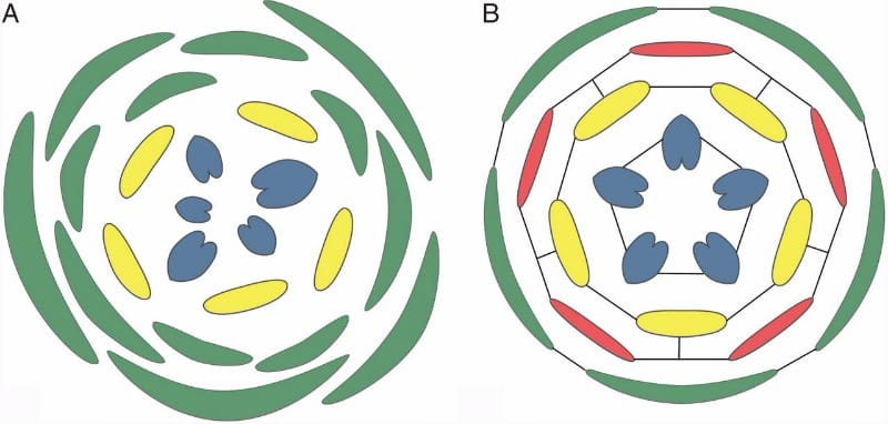 Different potential for synorganization of floral organs in different phyllotaxis patterns.