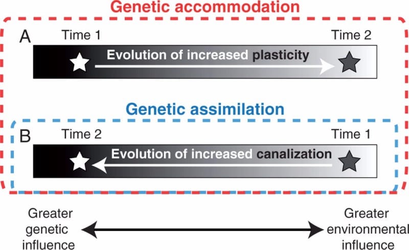 A diagram illustrating the distinction between genetic accommodation and genetic assimilation. Genetic accommodation is any a