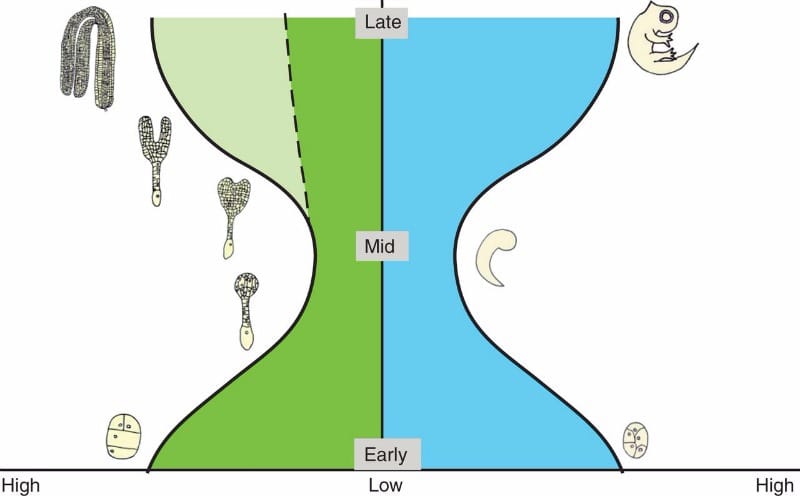 Comparison of the morphological and transcriptome hourglass model between flowering plants and animals. In both panels, embry