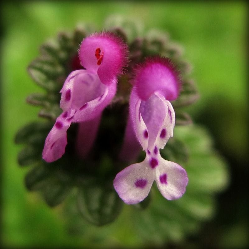 Lamium amplexicaule