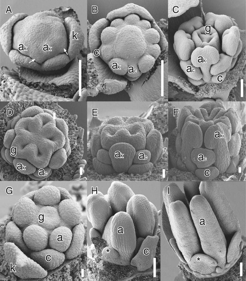Different developmental modes of secondary obdiplostemony type I.