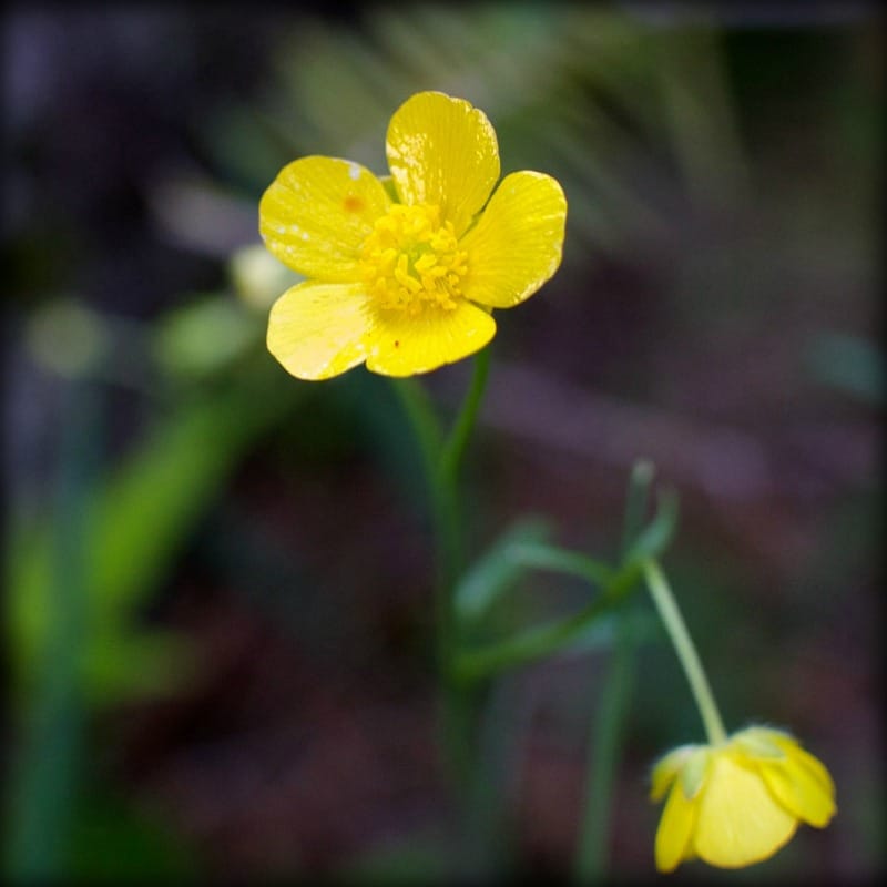 Ranunculus japonicus