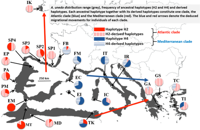 Phylogeography of a widespread species: Pre-glacial vicariance, refugia, occasional blocking straits and long-distance migration