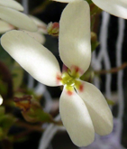 Genetic delineation of local provenance defines seed collection zones along a climate gradient