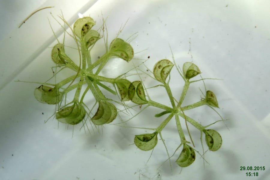 Aldrovanda vesiculosa