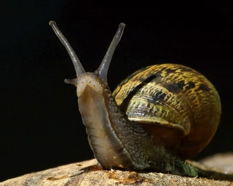 Garden snail